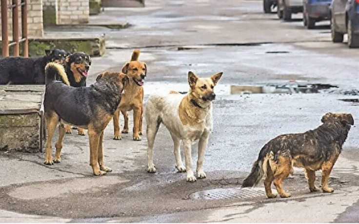 KÖPEKLERİ SOKAKTAN SOKAKLARI KÖPEKLERDEN KURTARMAK
