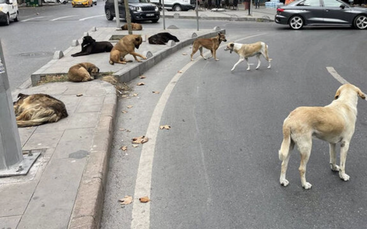 Başıboş köpek / Başı dolu köpek