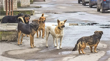 KÖPEKLERİ SOKAKTAN SOKAKLARI KÖPEKLERDEN KURTARMAK