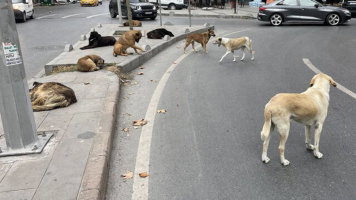 Başıboş köpek / Başı dolu köpek